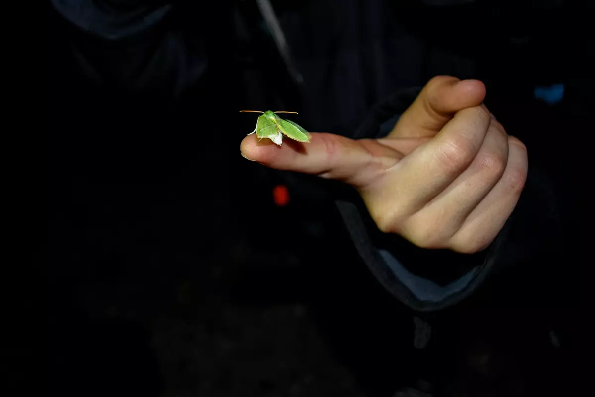 Nachtaktiver Schmetterling auf Zeigefingerspitze