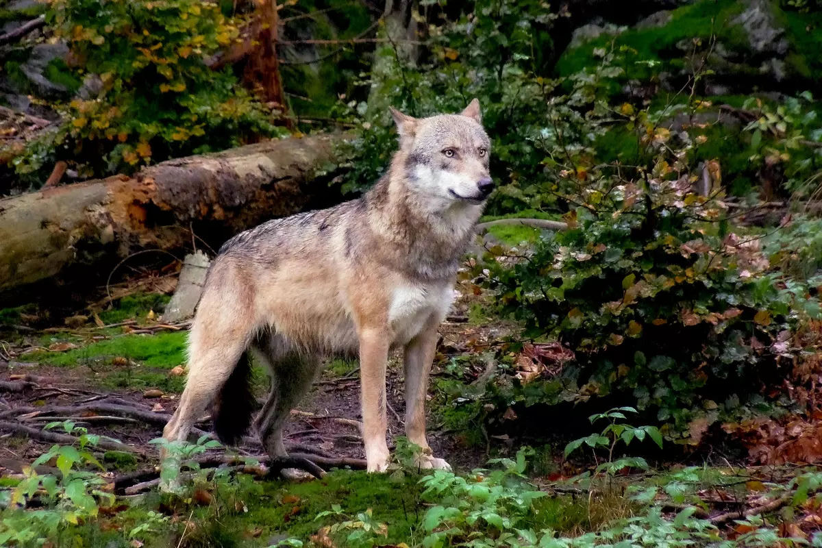Wolf im Wald