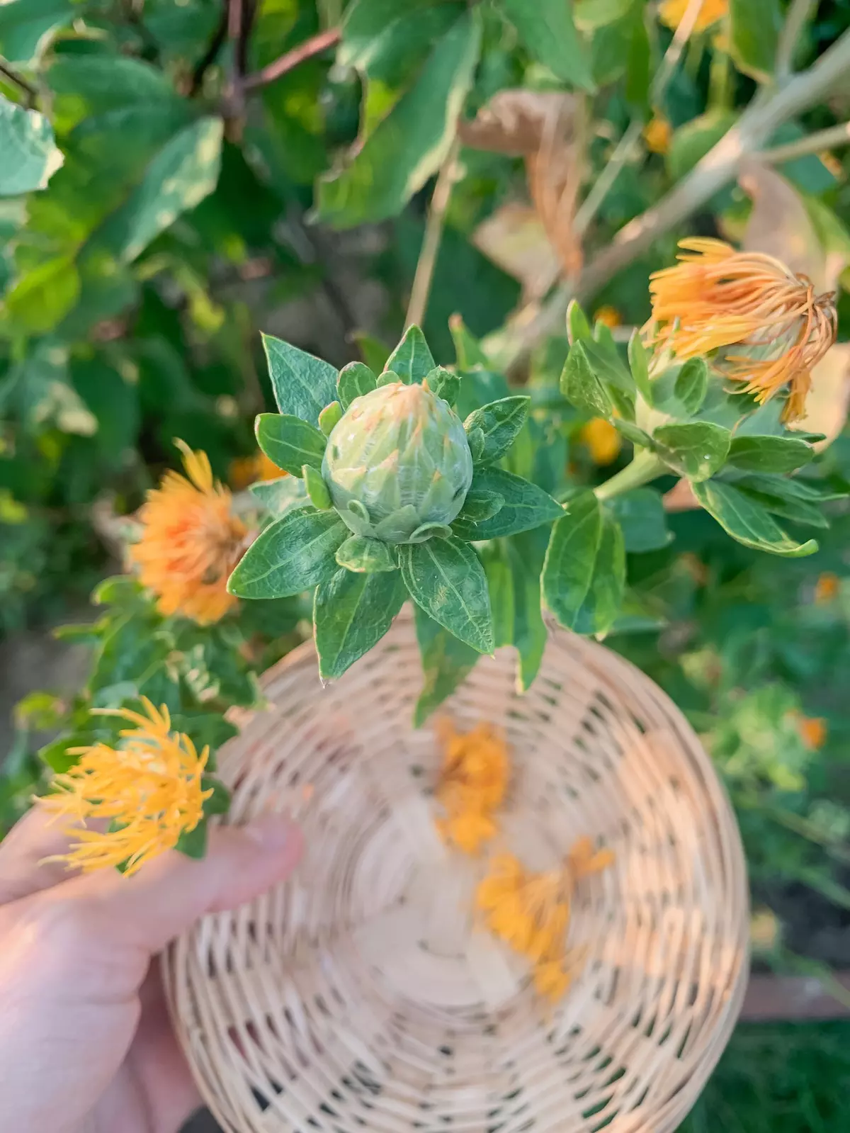 Blume und deren Blüten in einem Korb