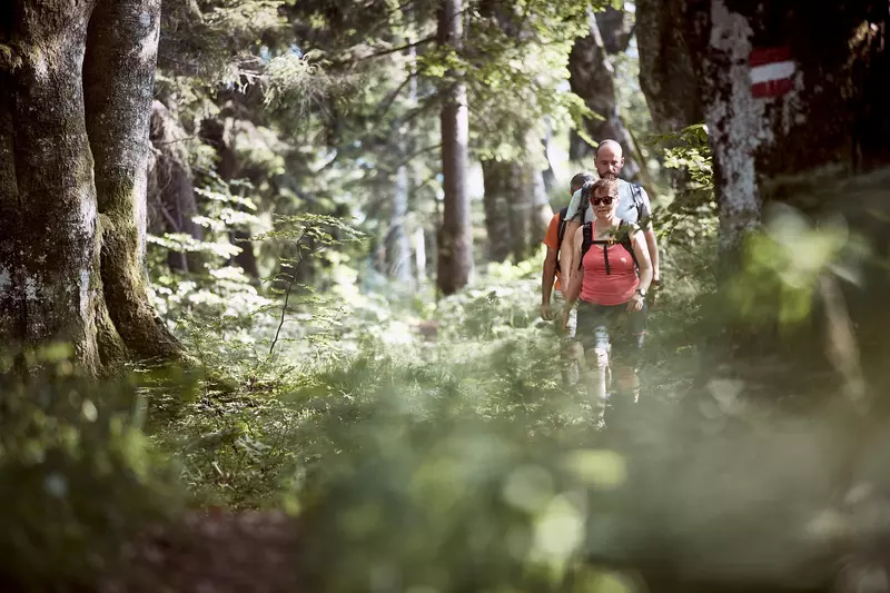 Drei Menschen wandern im Wald