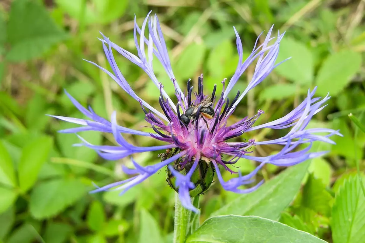 Biene saugt Nektar aus Blüte
