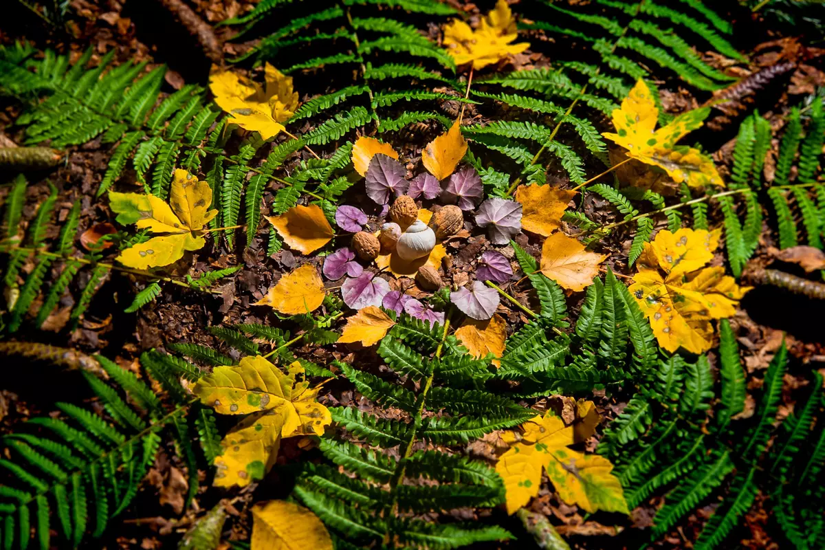 Waldmandala mit Farnen, Blättern und Schnecken