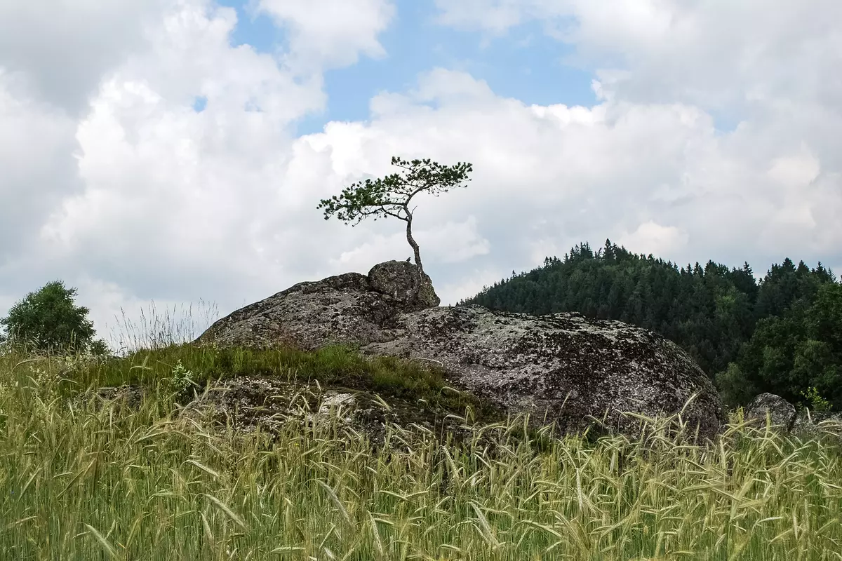 Solitärbaum auf Findling