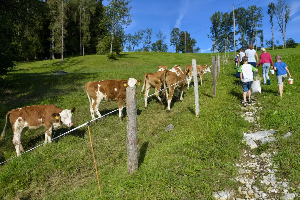 Gruppe wandert neben Kuhweide