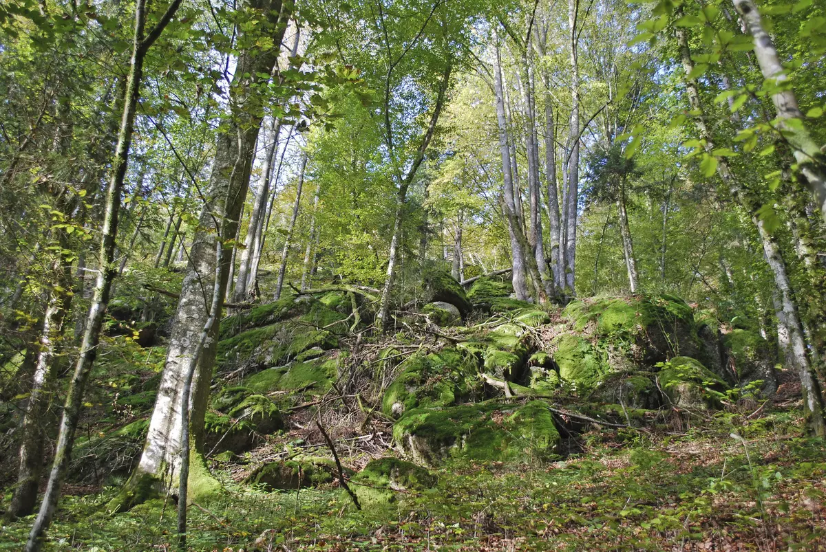 Waldhang mit Laubbäumen