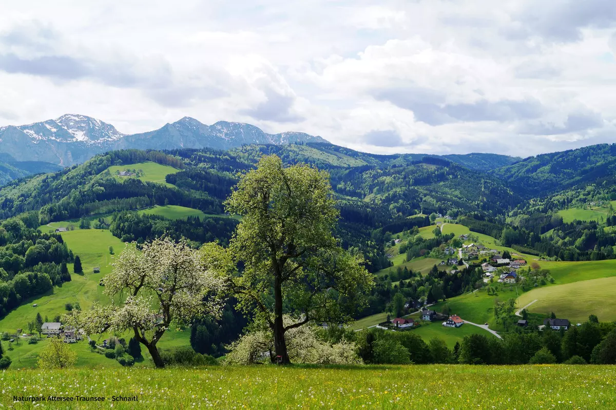 Wiesenlandschaft im Frühling mit blühenden Bäumen in hügeliger Region