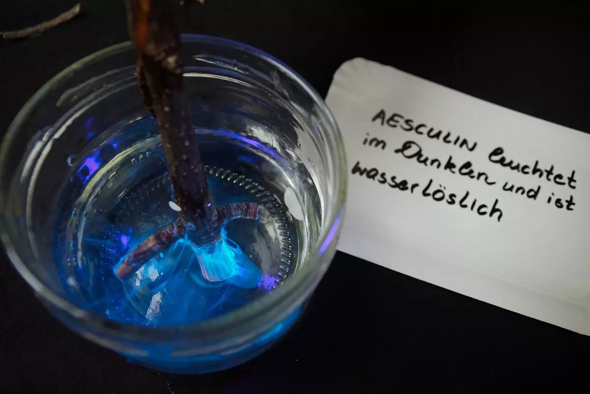 Eine Glasschale mit einer Flüssigkeit, die im Dunkeln leuchtet