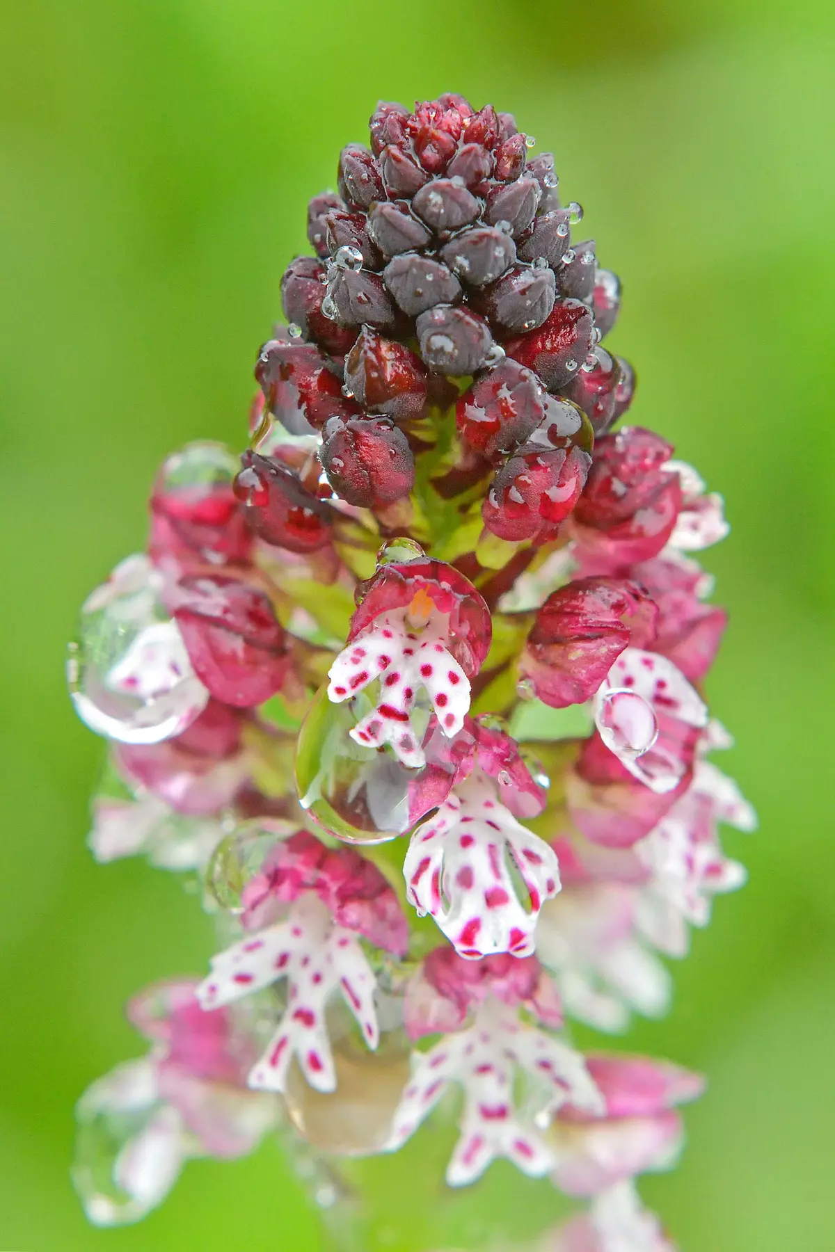 Weißrosa blühende Orchidee mit Tautropfen