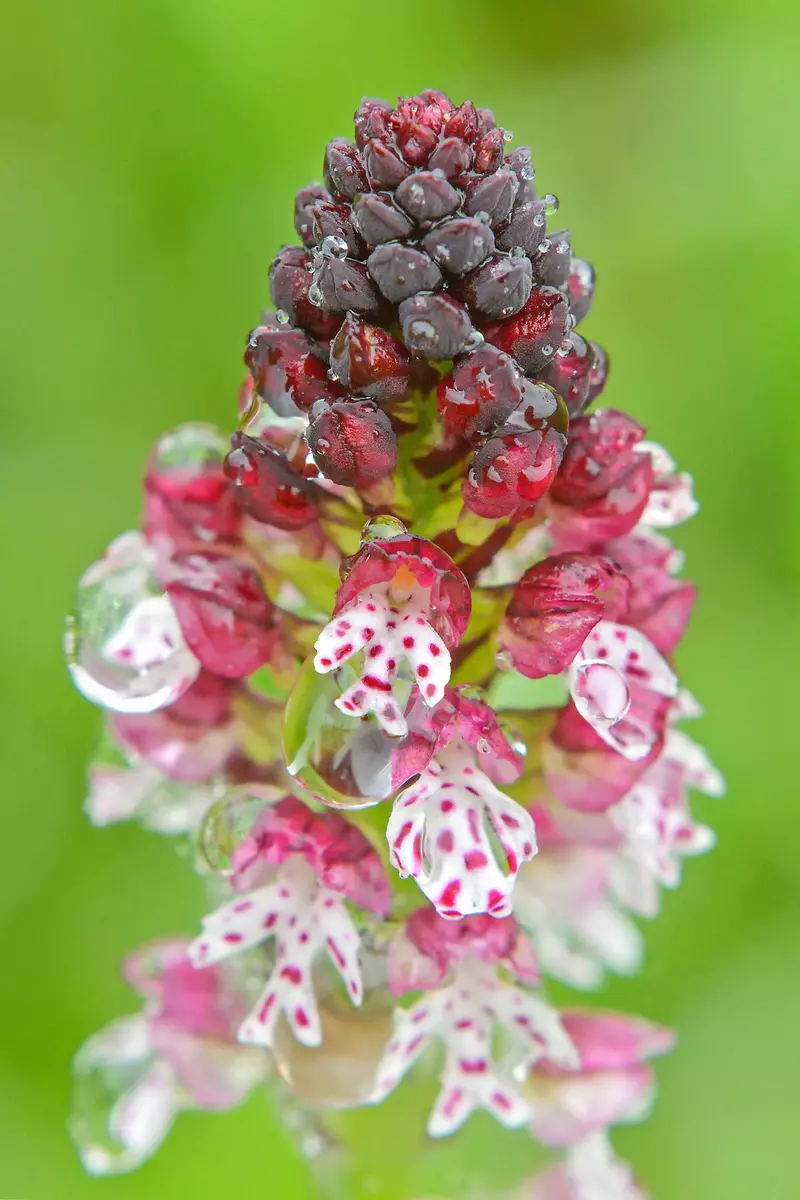 Weißrosa blühende Orchidee mit Tautropfen