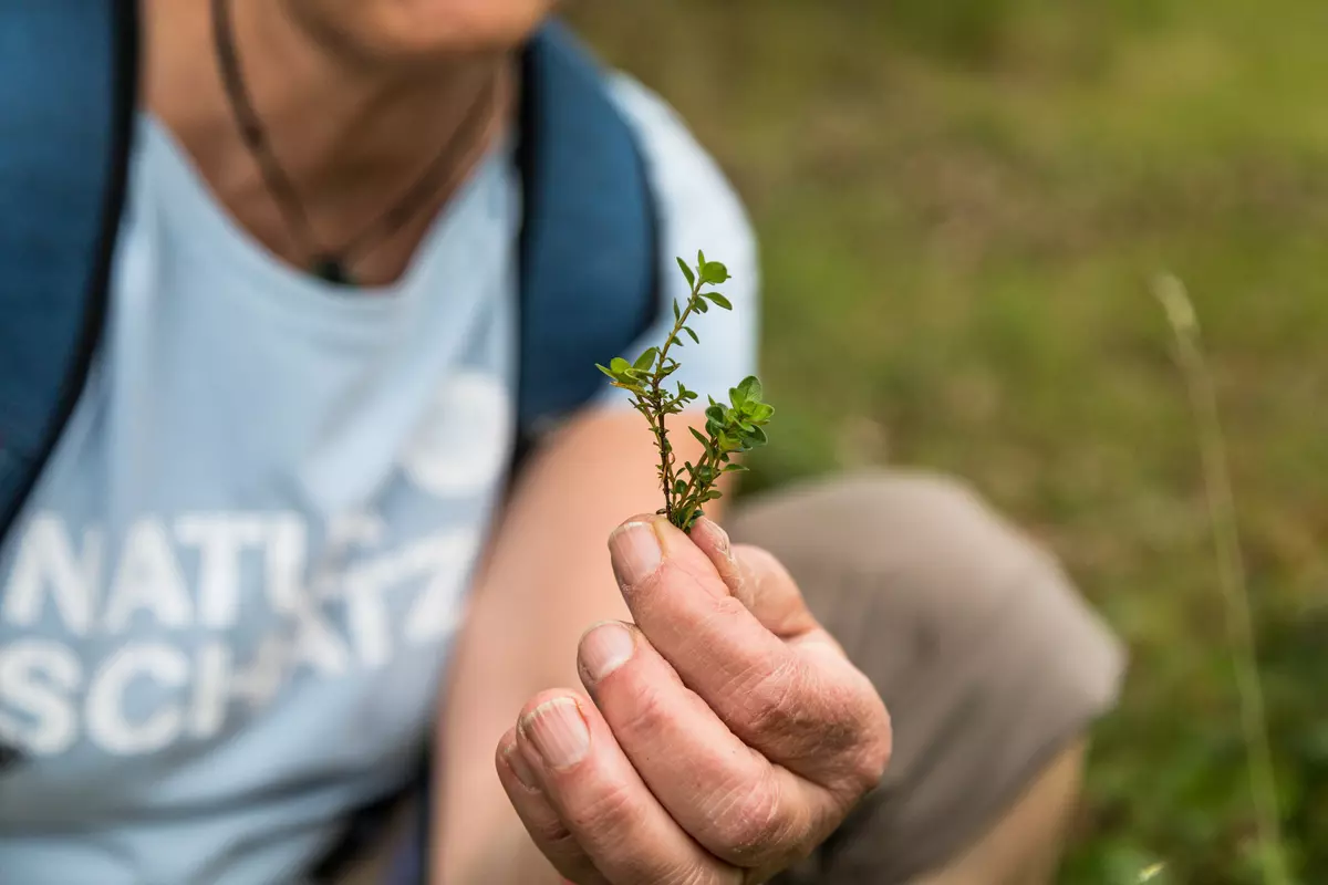 Guide mit Thymianzweig in der Hand