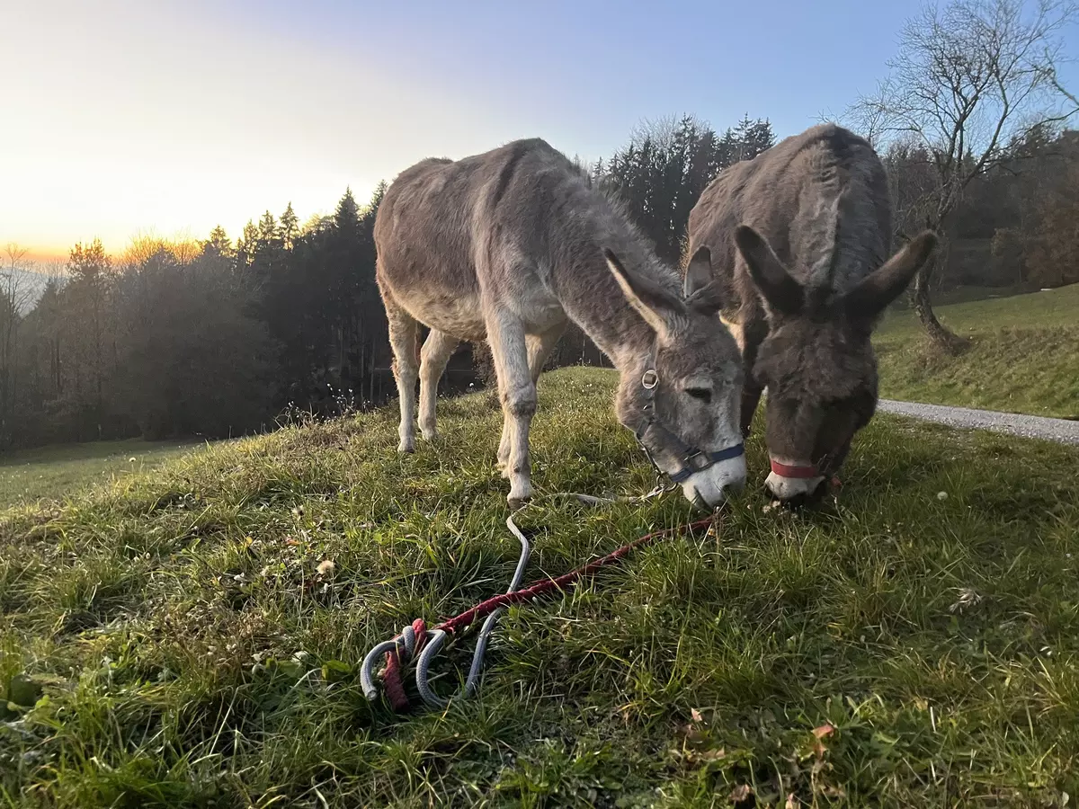 Zwei Esel grasend auf Wiese