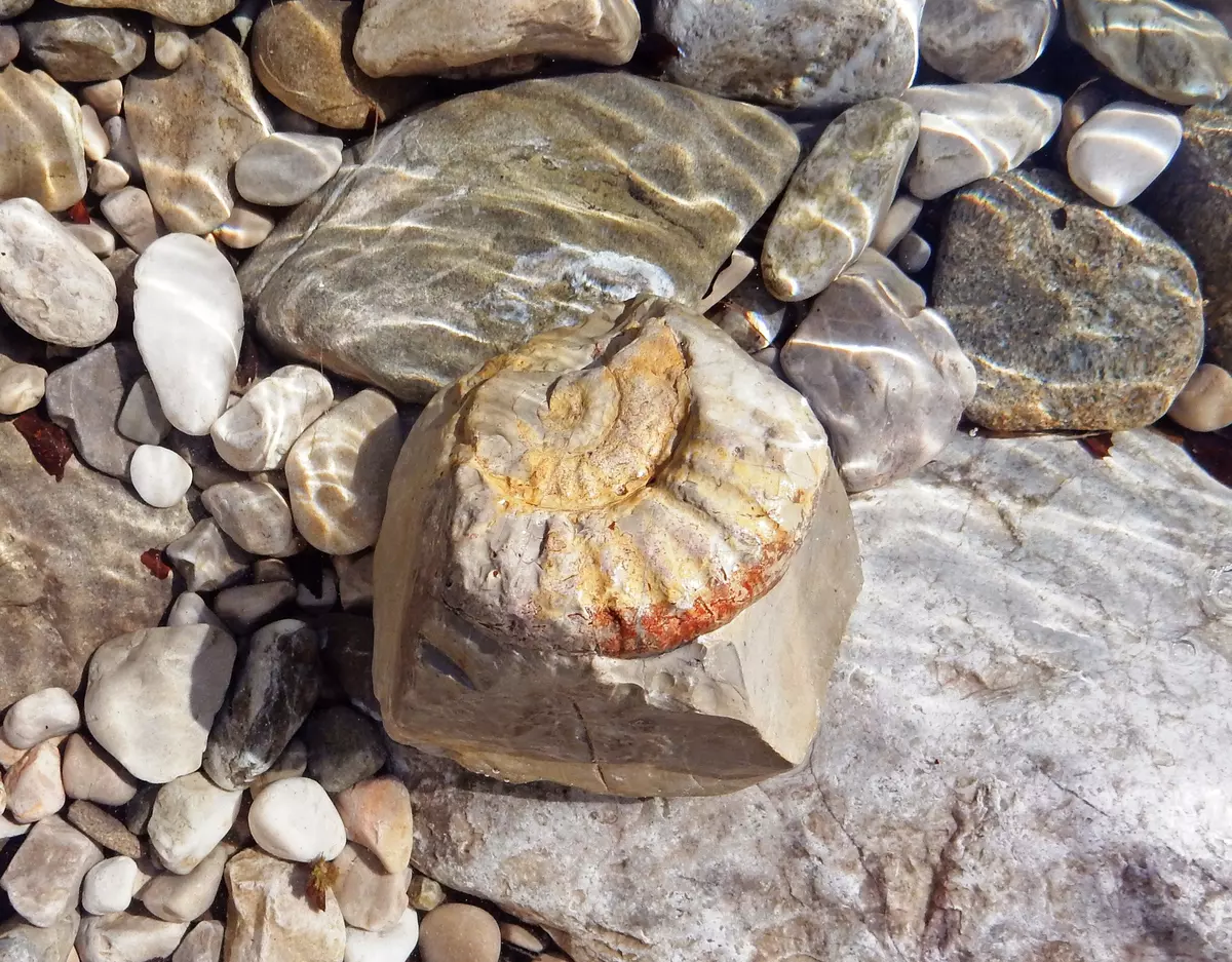 Steine und versteinerte Schnecke 