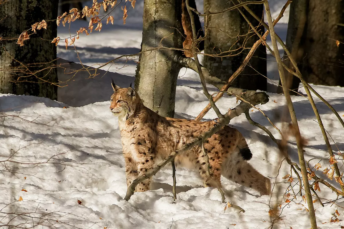Luchs im Winterwald im Schnee