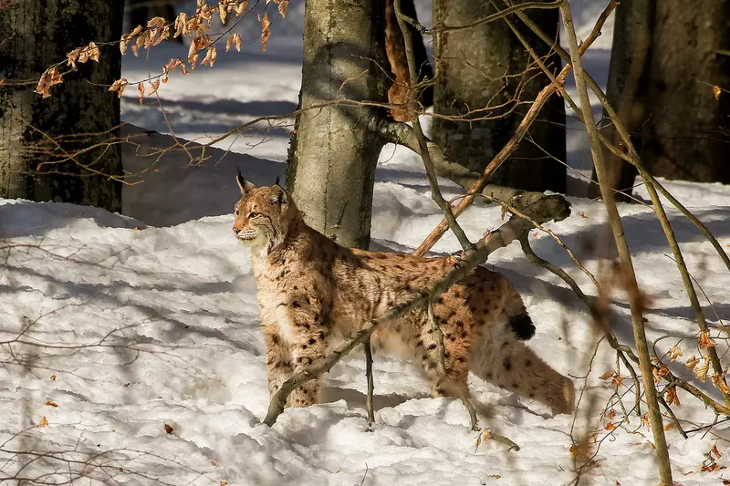 Luchs im Winterwald im Schnee