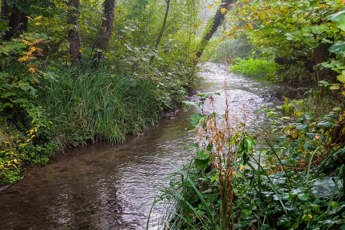 Natürlicher Bachlauf 