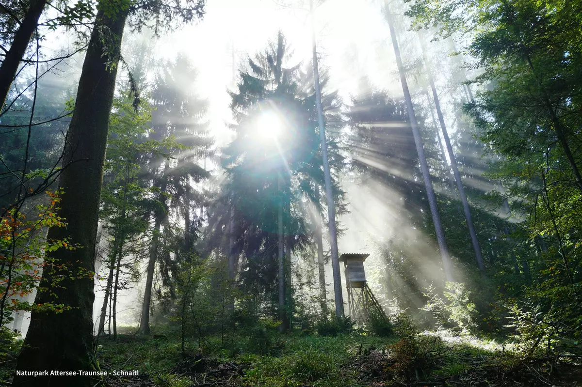 Lichtung im Wald mit Hochstand