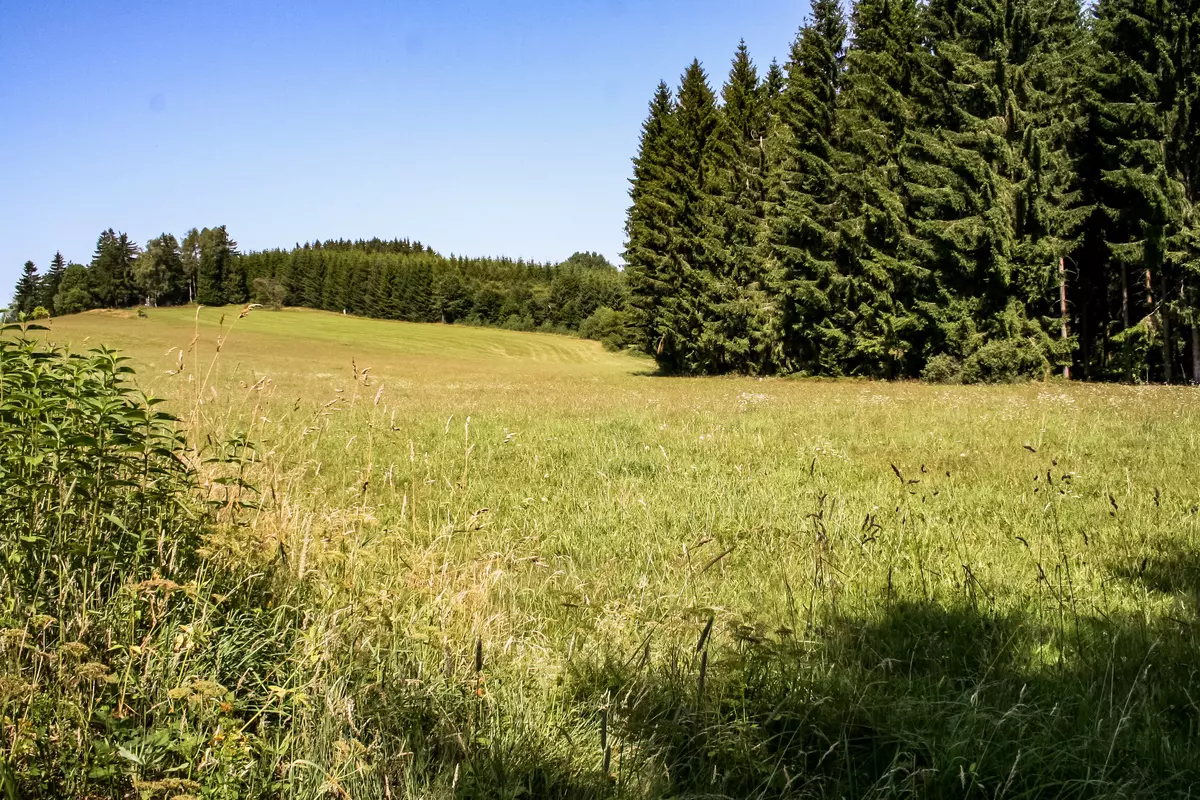 Wiese umrahmt von Wald