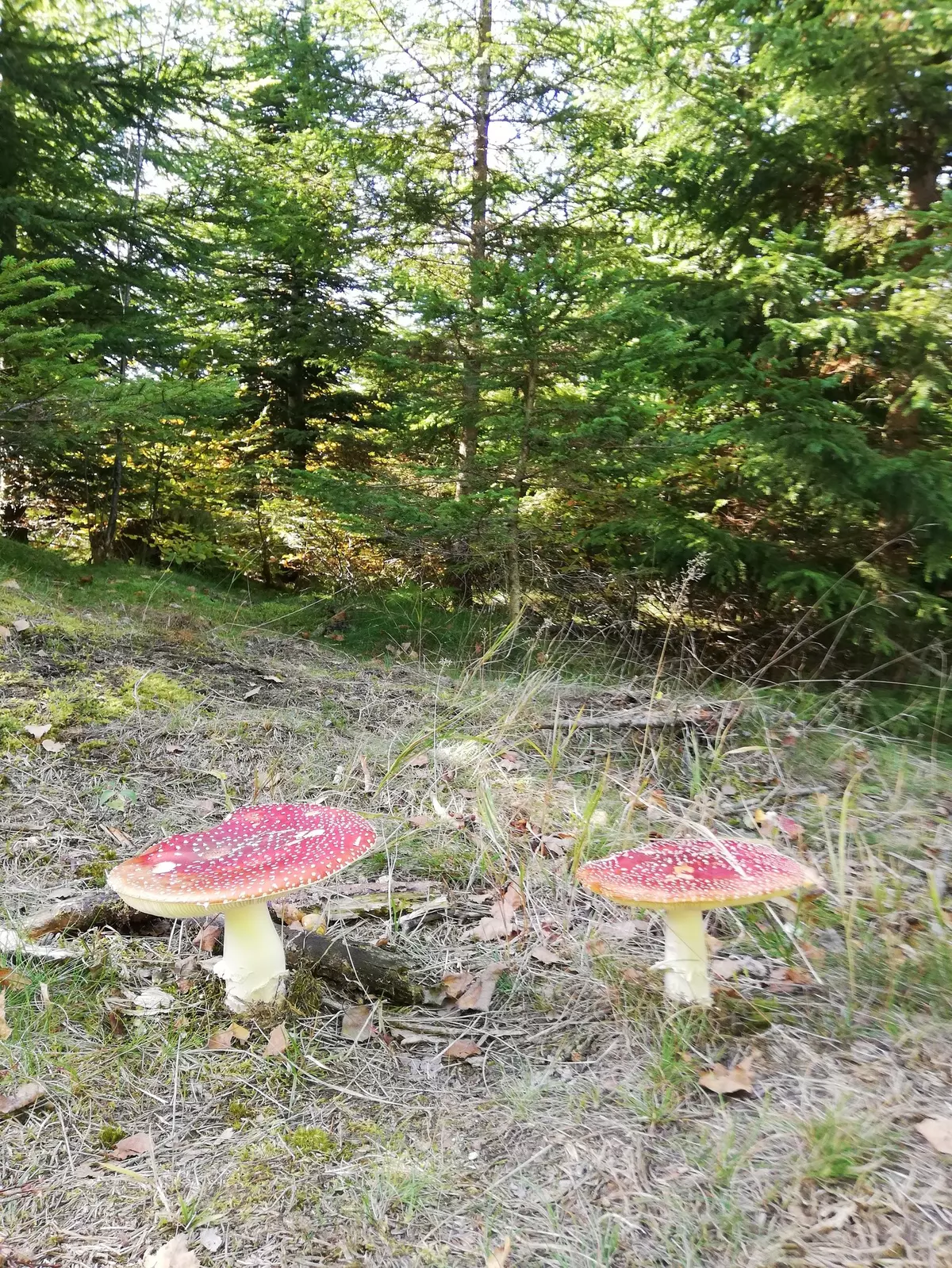 Fliegenpilze am Waldrand 