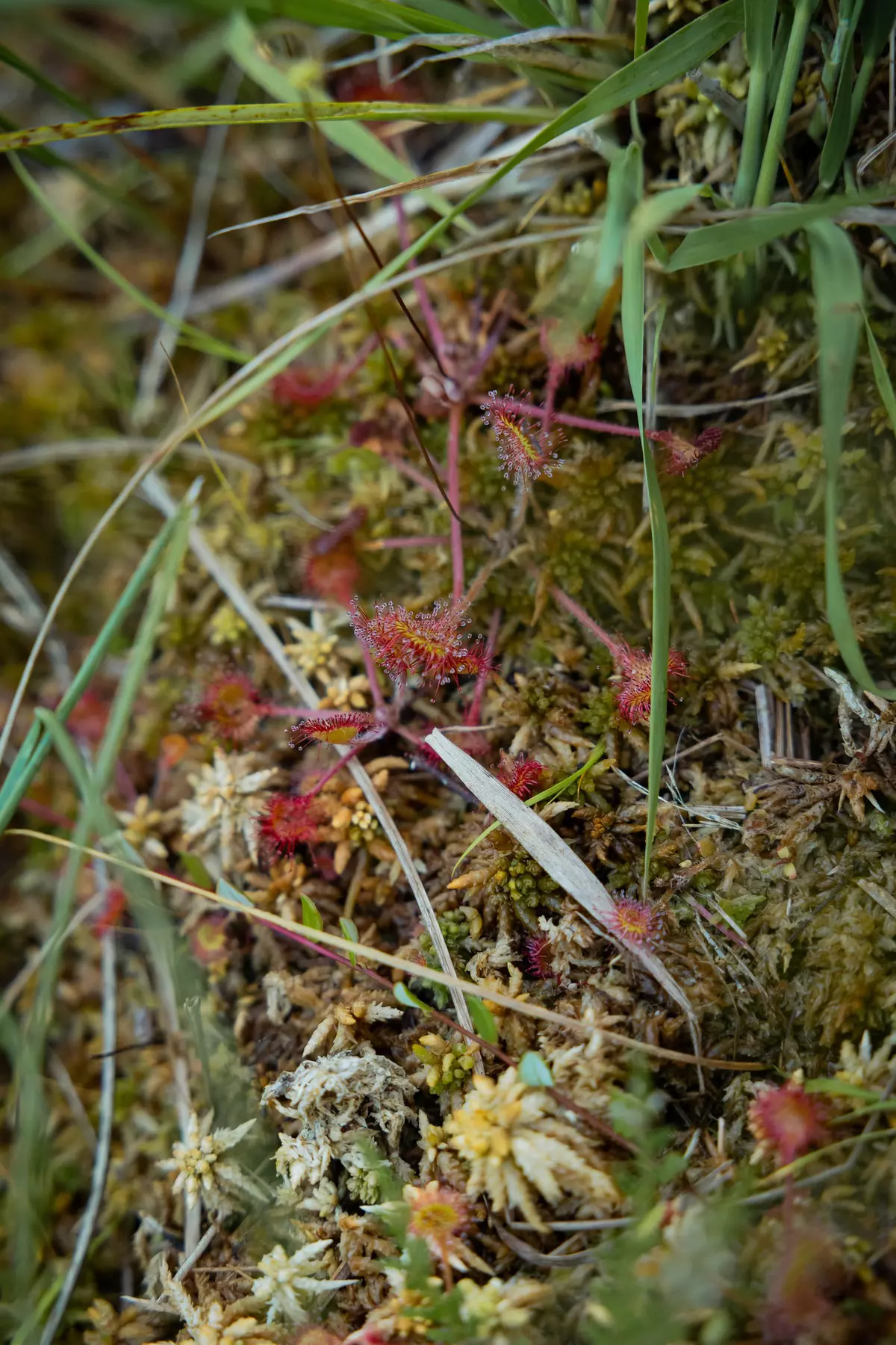 Nahaufnahme von Pflanzen am Moor