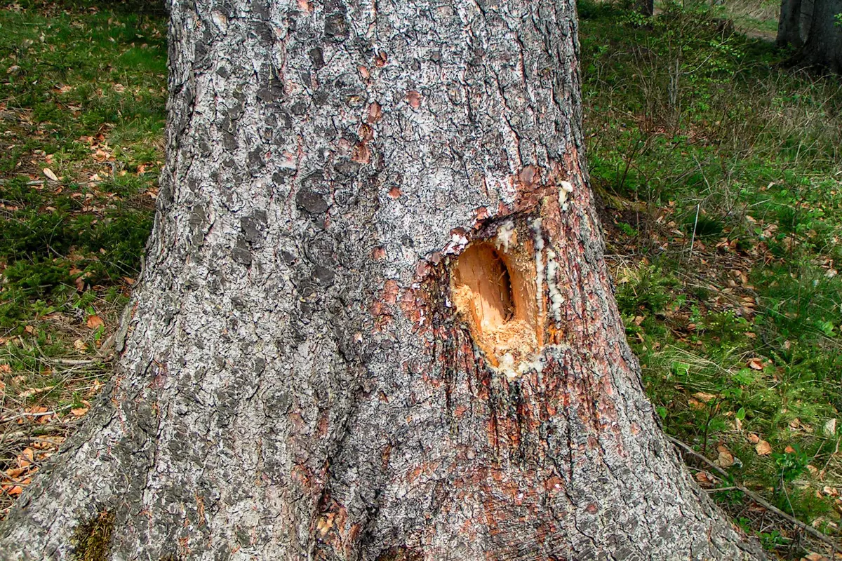 Baum mit Spechtloch