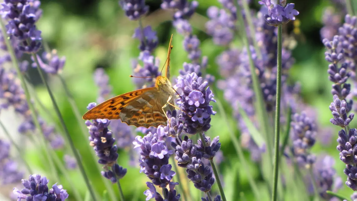 Schmetterling auf einer Blumenblüte inmitten einer Blumenwiese