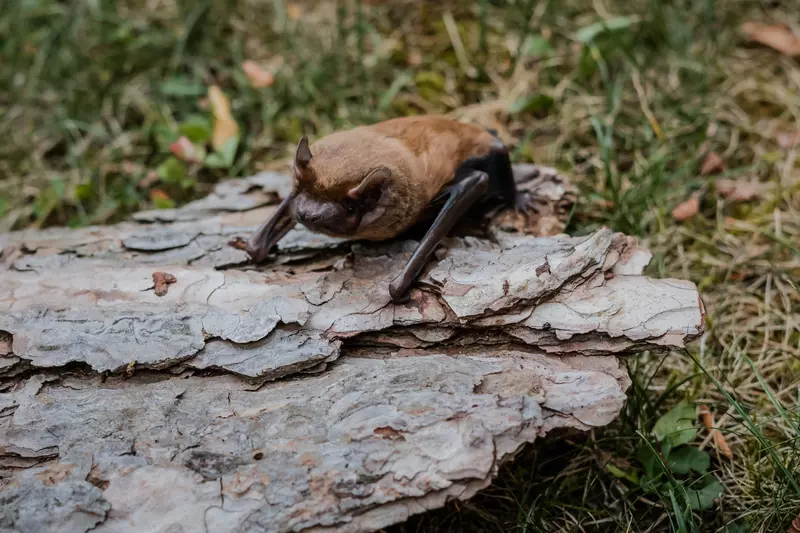 Fledermaus auf einer Baumrinde in der Wiese
