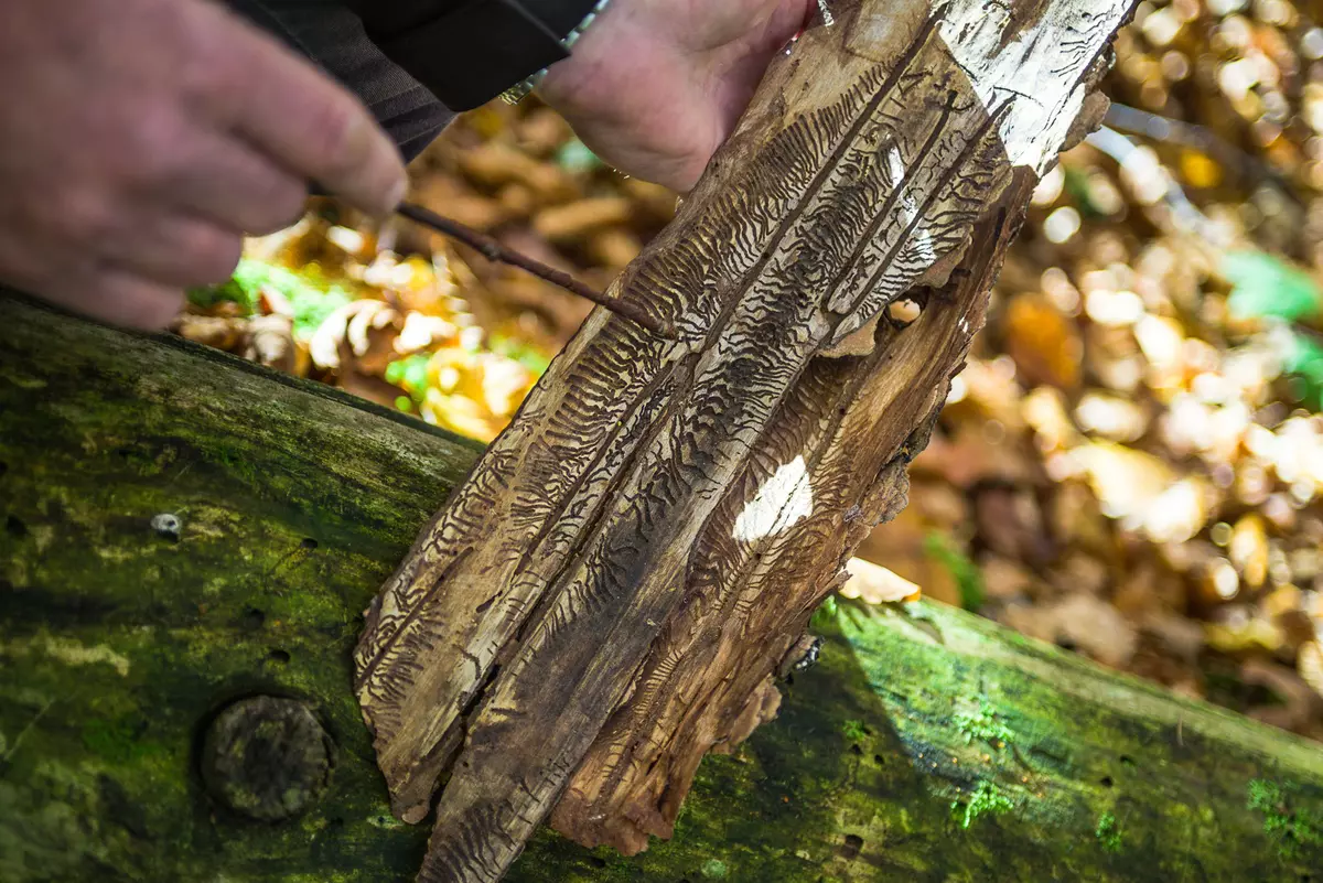 Borkenkäferfraßbild Closeup 