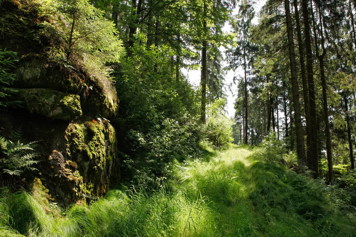 Grün überwachsene Forststraße im Wald