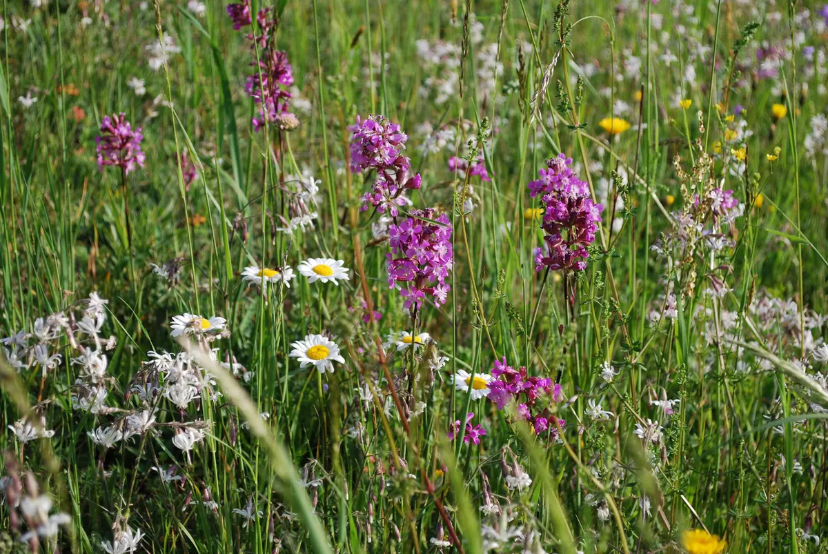 Blumenwiese mit vielen verschiedenen Blumen und Kräutern