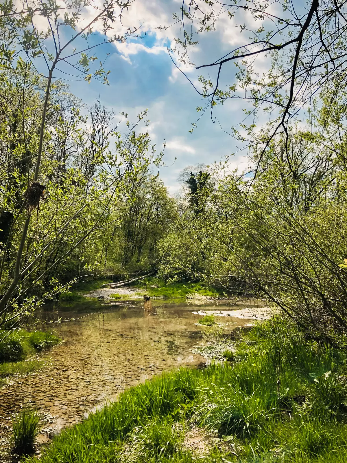 Flusslandschaft inmitten eines Waldes