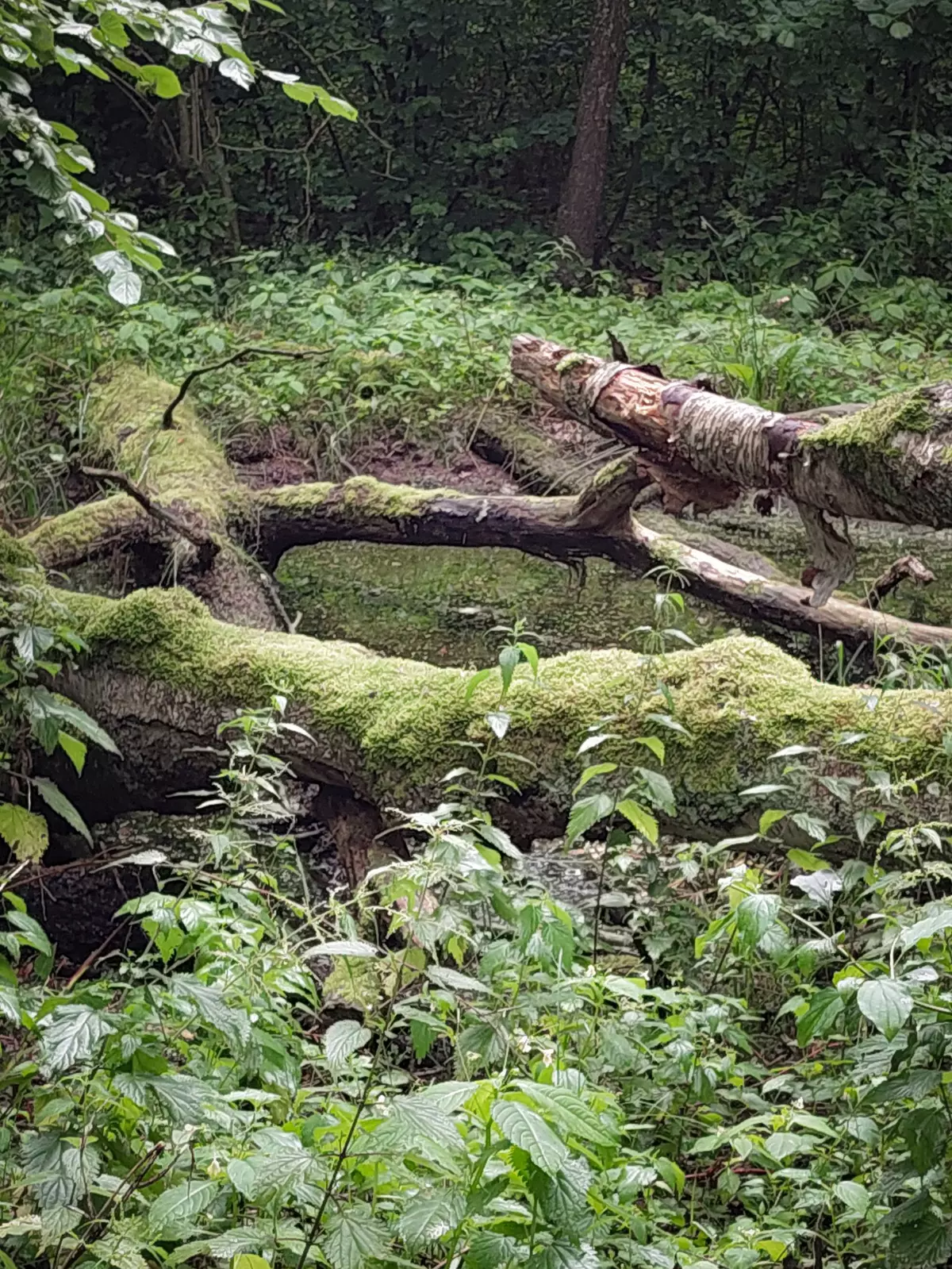Überwachsene Holzstämme