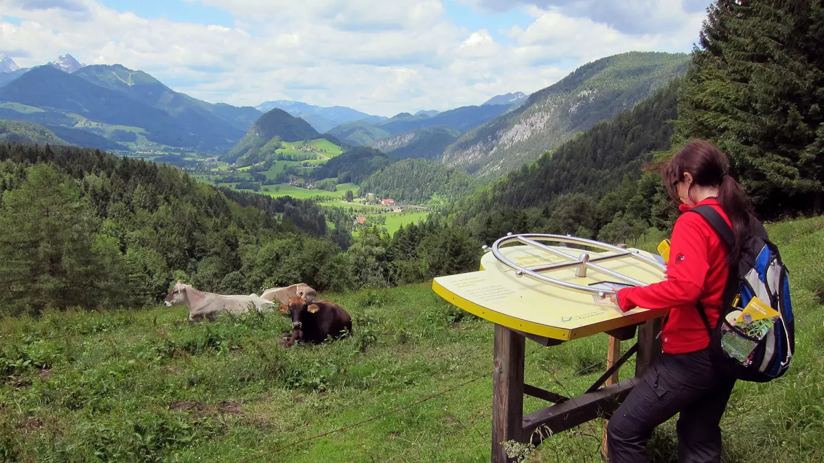 Frau blickt auf Schautafel, im Hintergrund sieht man Berge und Kühe