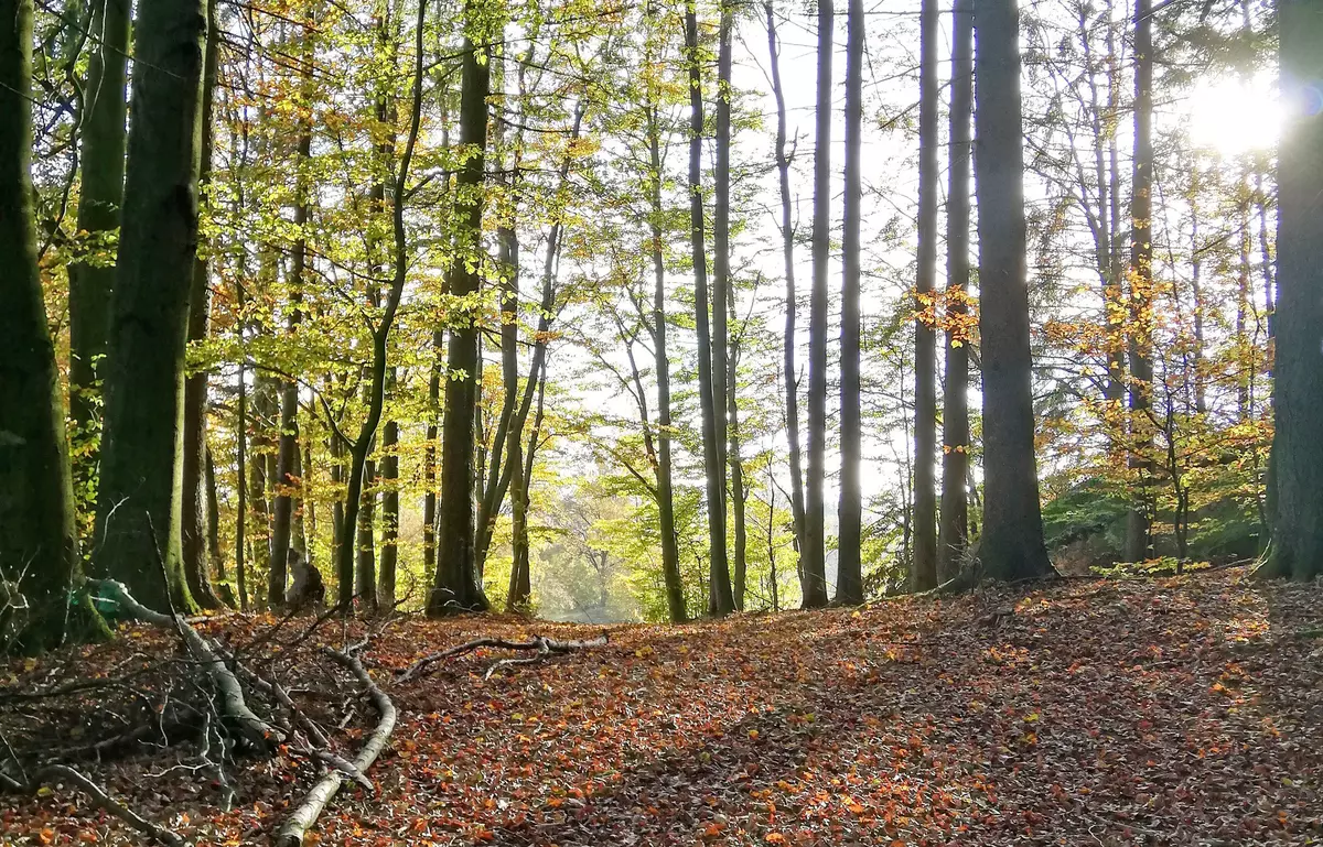 Lichtung im Wald 