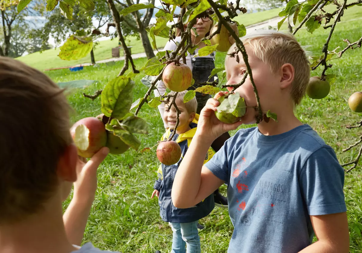 Junge nimmt sich einen Apfel direkt vom Baum und beißt hinein