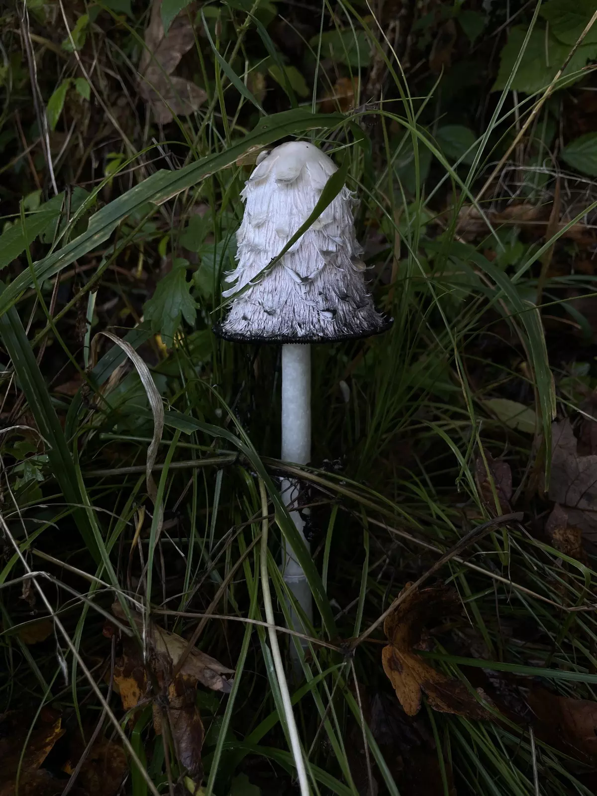 Pilz im Wald