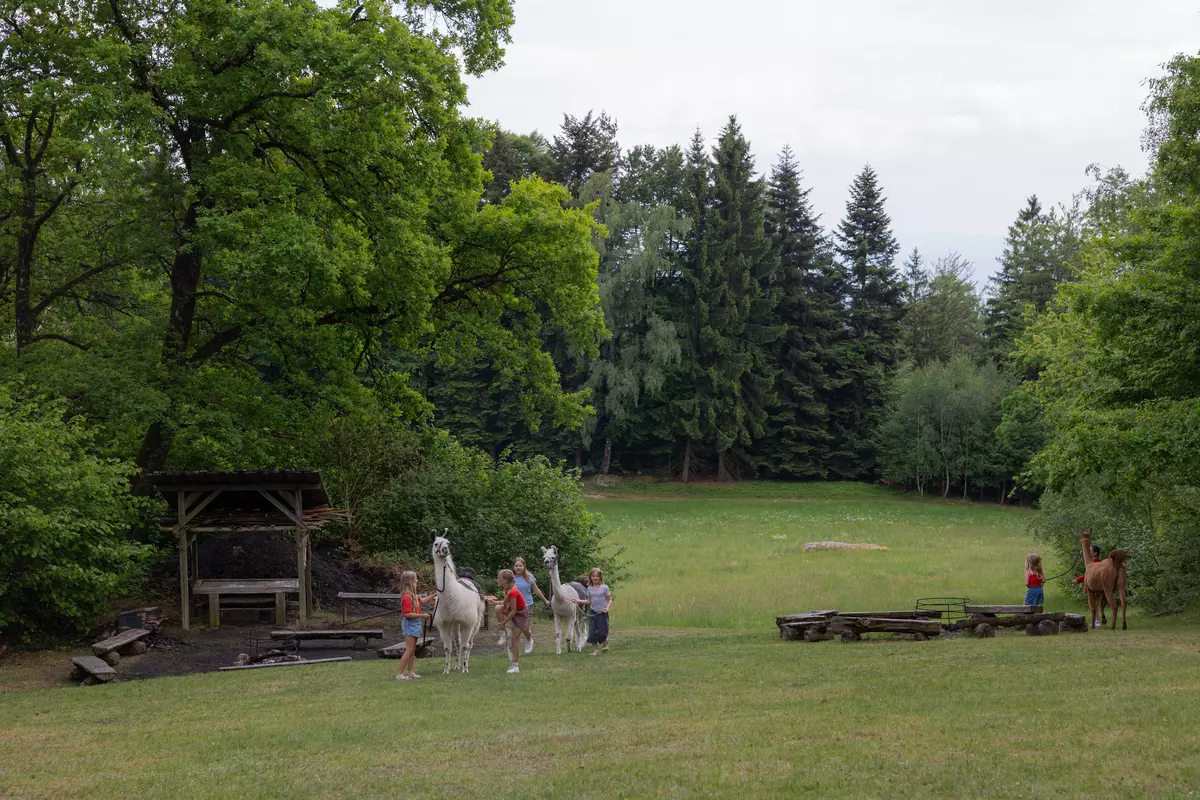 Kindergruppe mit Lamas auf Wiese