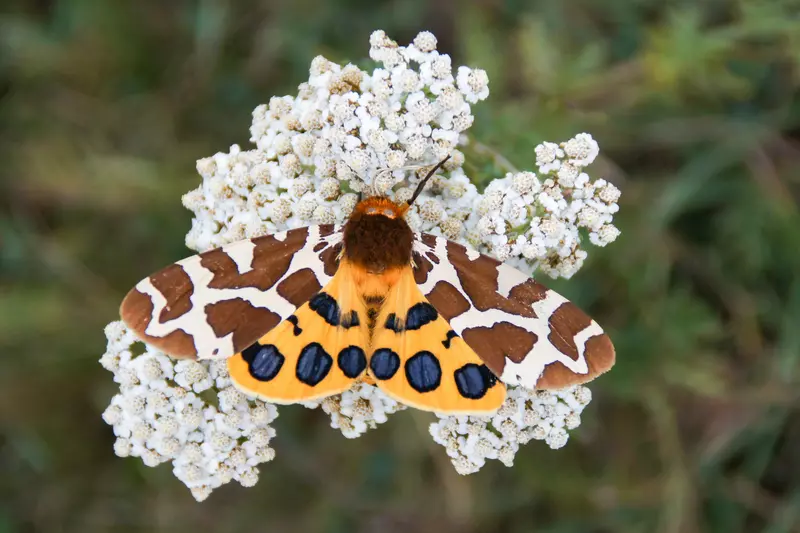 Brauner Bär (Schmetterling) auf weißer Blume 