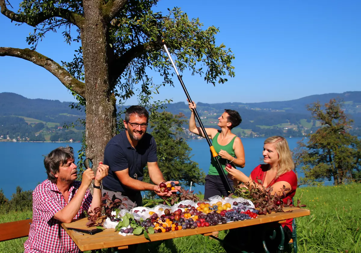 Zwetschkensorten werden sortiert