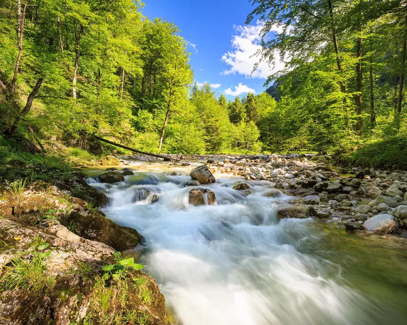 Bachlauf mit grünen Bäumen