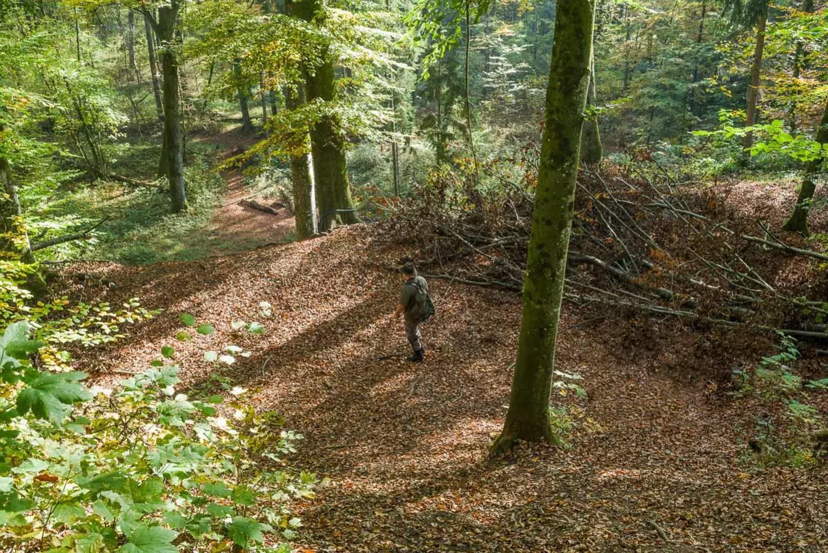 Blick in den Wald