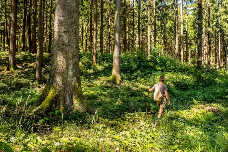Guide im Fichtenwald mit Jungpflanzen
