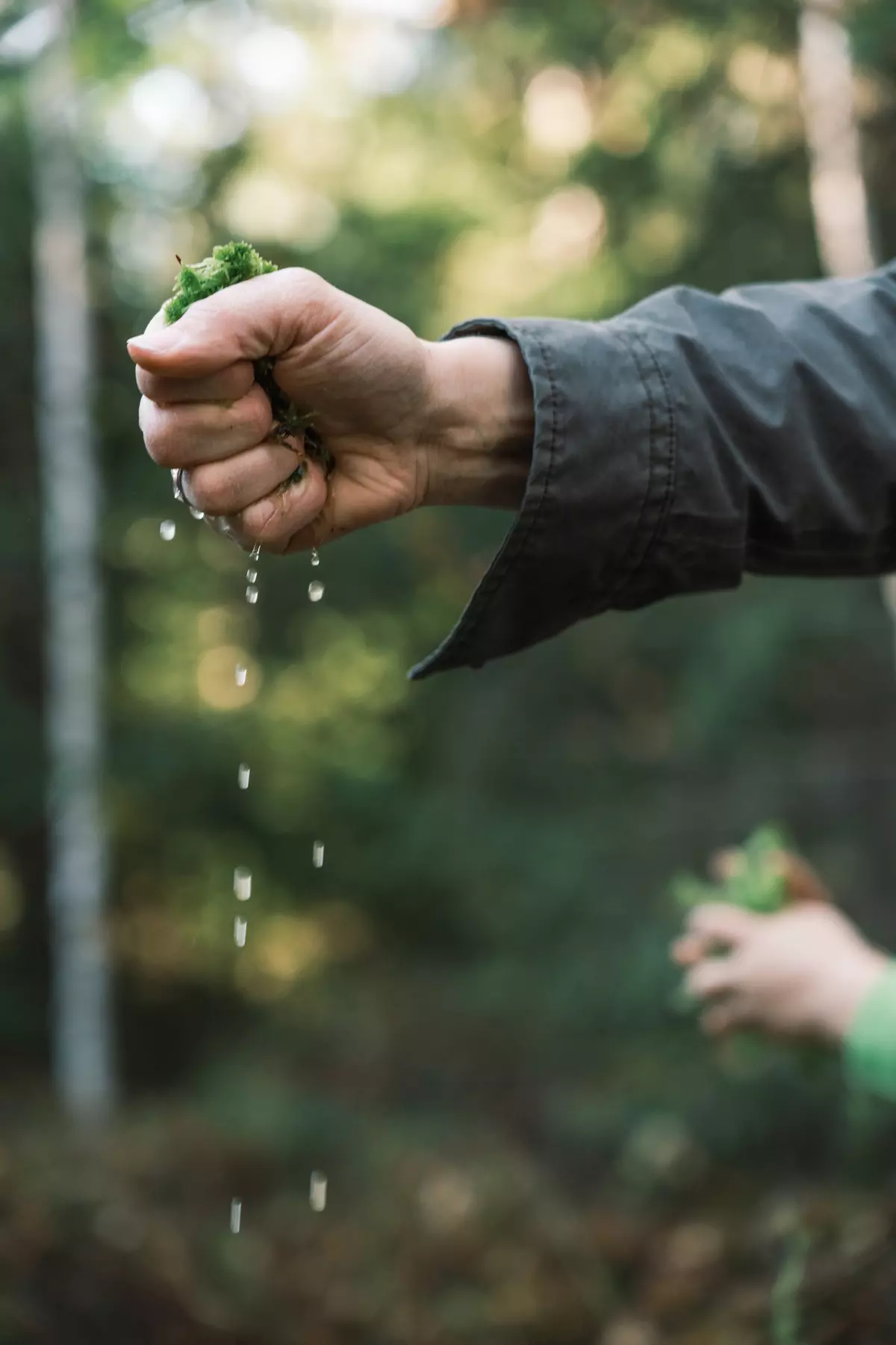 Guide quetscht nasses Moos mit der Hand aus