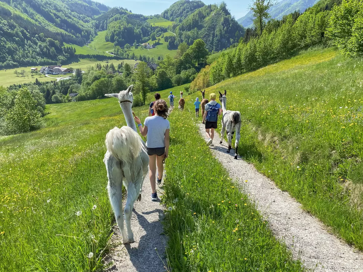Gruppe wandert mit Lamas entlang der Wiese