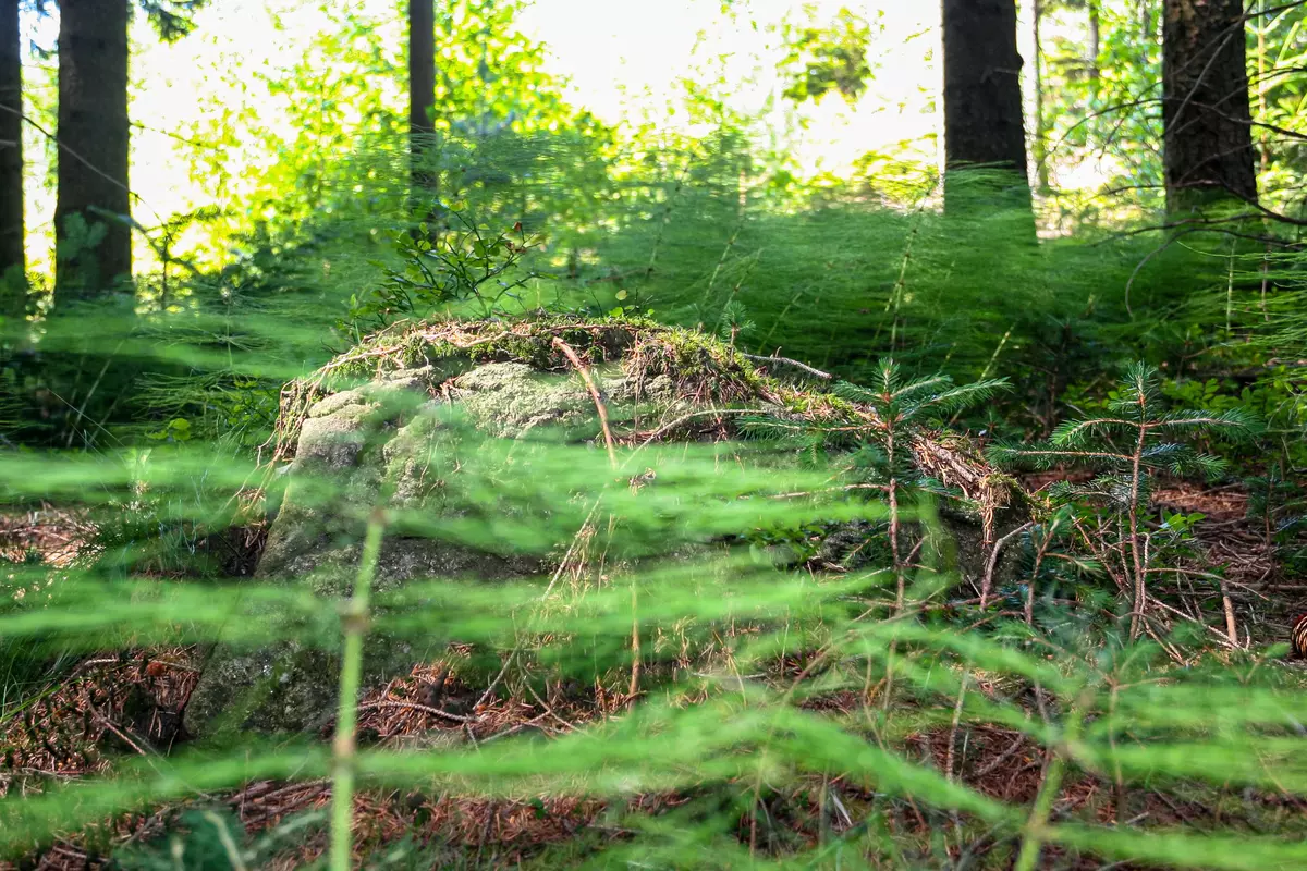 Farndickicht