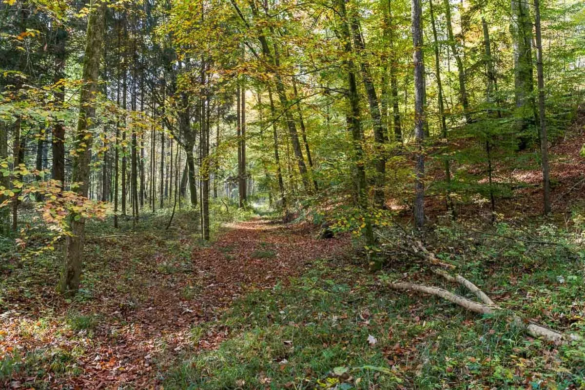 Blick in den Wald