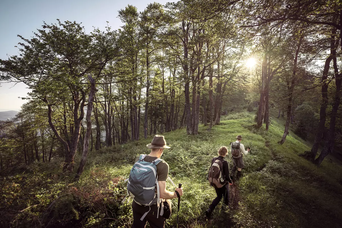 Drei Menschen wandern durch den Wald