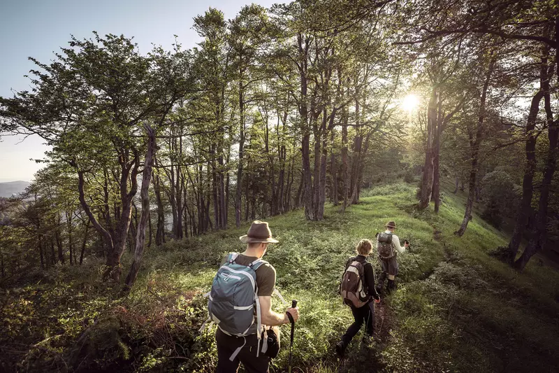 Drei Menschen wandern durch den Wald