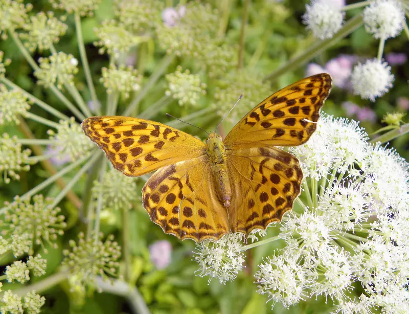 Schmetterling auf Blume 