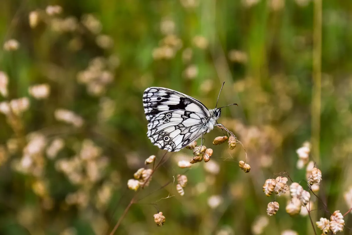 Schmetterling Schachbrettfalter schwarz-weiß