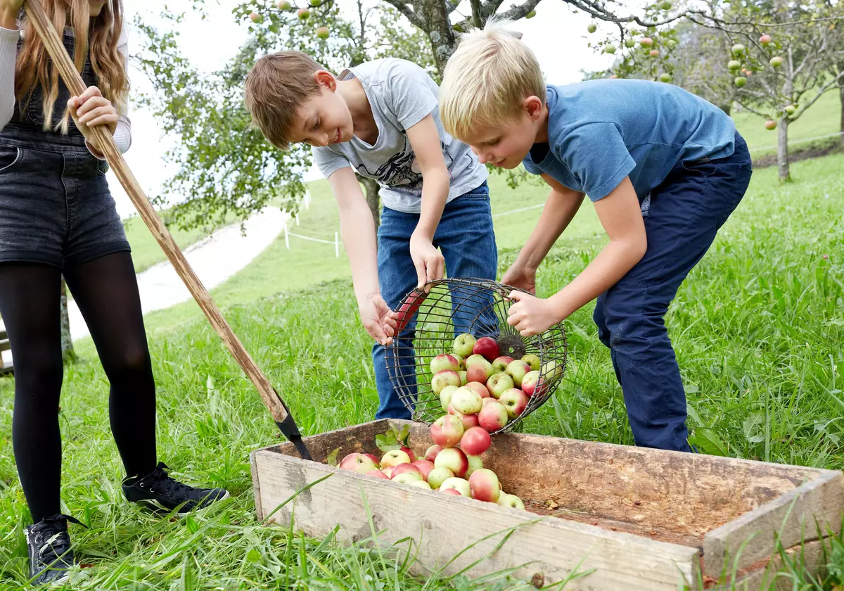 Zwei Jungen leeren Äpfel von einem Kübel in einen großen Holzbottich